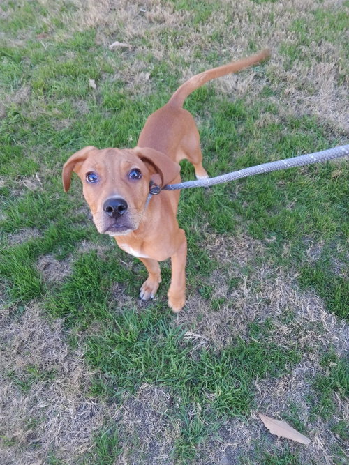 JESSIE - Retriever available for adoption