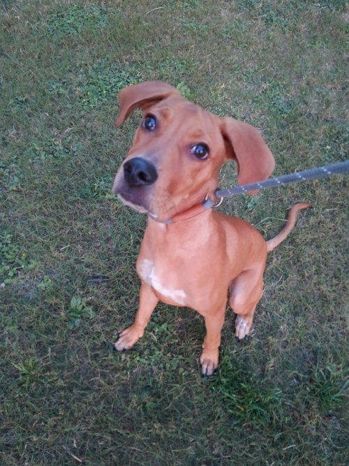 JESSIE - Retriever available for adoption