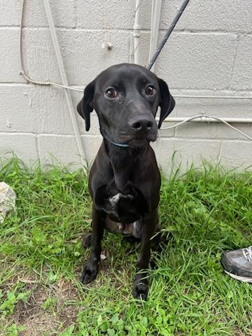 JOLLY JAKE - Retriever available for adoption