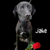 Jolly Jake - Photo 1