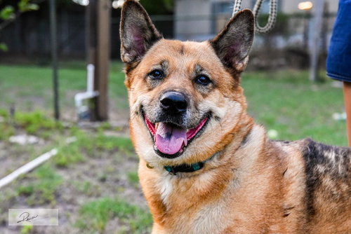 MILIA - German Shepherd Dog / Chow Chow available for adoption