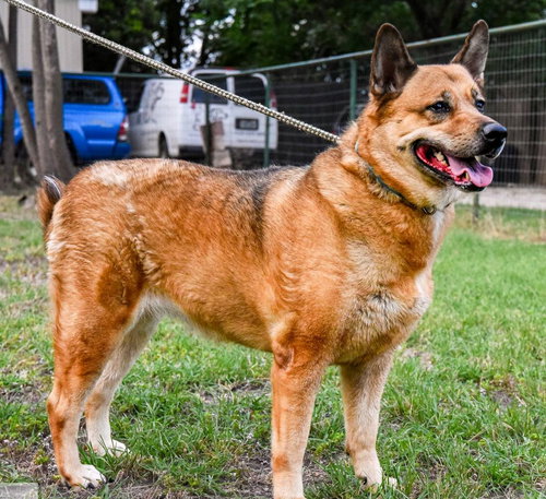 MILIA - German Shepherd Dog / Chow Chow available for adoption