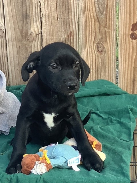 JULIUS - Labrador Retriever / Terrier available for adoption