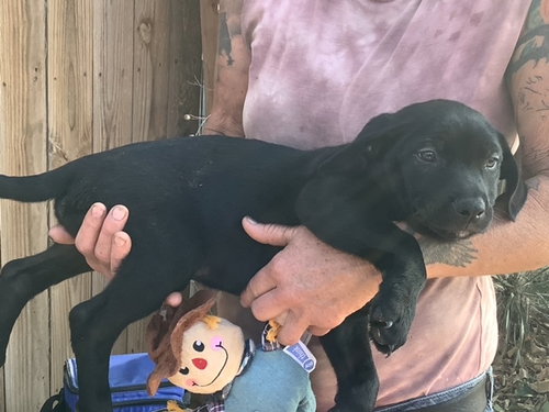 JULIUS - Labrador Retriever / Terrier available for adoption
