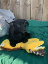 Nessie - Photo 5