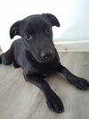 Nessie - Photo 1