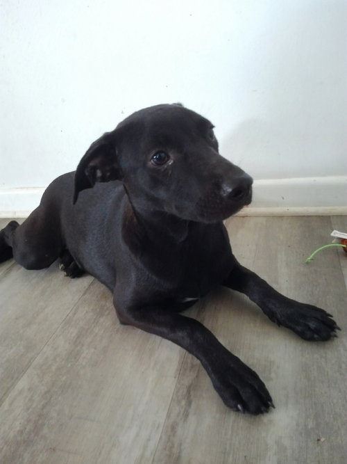 NESSIE - Labrador Retriever available for adoption
