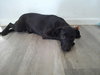 Nessie - Photo 3