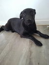 Nessie - Photo 4