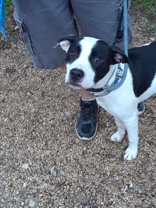 NEKO - Pointer / Terrier available for adoption