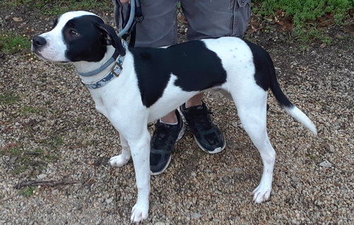 NEKO - Pointer / Terrier available for adoption