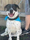 Jasper - Photo 1