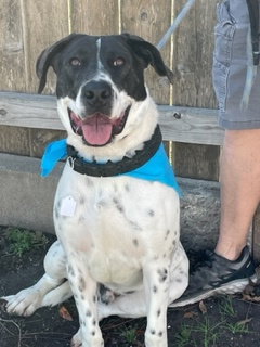 JASPER - Pointer / Mastiff available for adoption