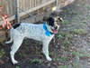 Jasper - Photo 4