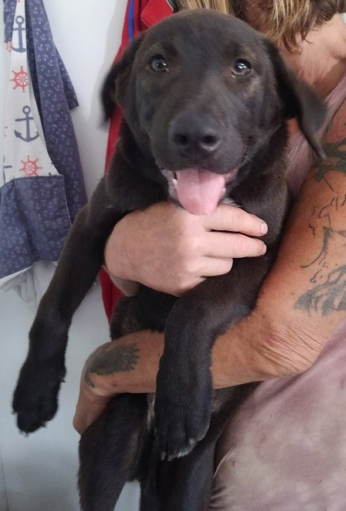 IRIS - Labrador Retriever available for adoption