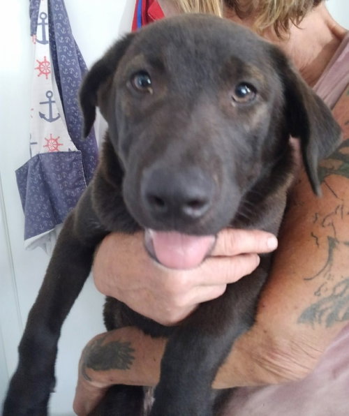 IRIS - Labrador Retriever available for adoption