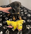 Lil Lola - Photo 4