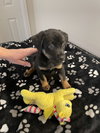 Lil Lola - Photo 5