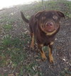 Bear Lola - Photo 1