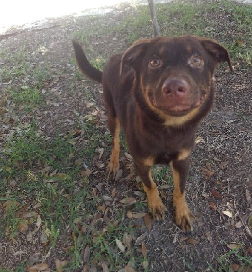 BEAR LOLA - Shepherd / Retriever available for adoption