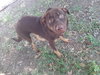Bear Lola - Photo 2