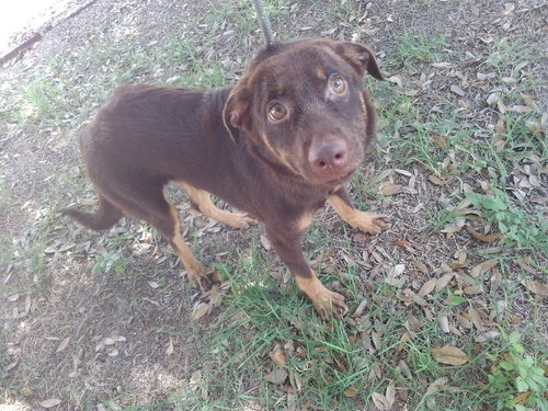 BEAR LOLA - Shepherd / Retriever available for adoption