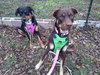 Bear Lola - Photo 3