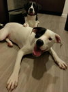 Marlow - Photo 2