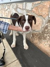 Bruno - Photo 1