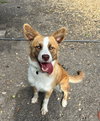 Phoebe - Photo 1