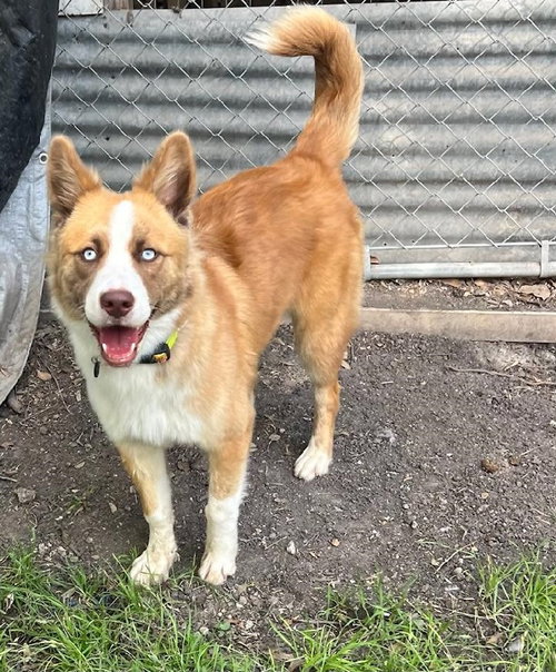 PHOEBE - Golden Retriever / Husky available for adoption