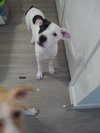 Lola - Photo 2