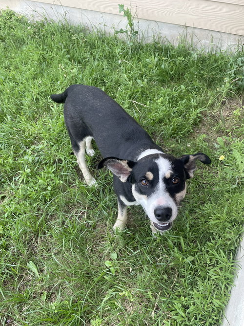 PIPA - Australian Cattle Dog/Blue Heeler / Terrier available for adoption