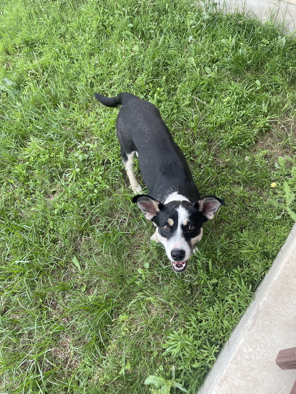 Pipa