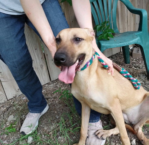 CLOVER - Labrador Retriever available for adoption