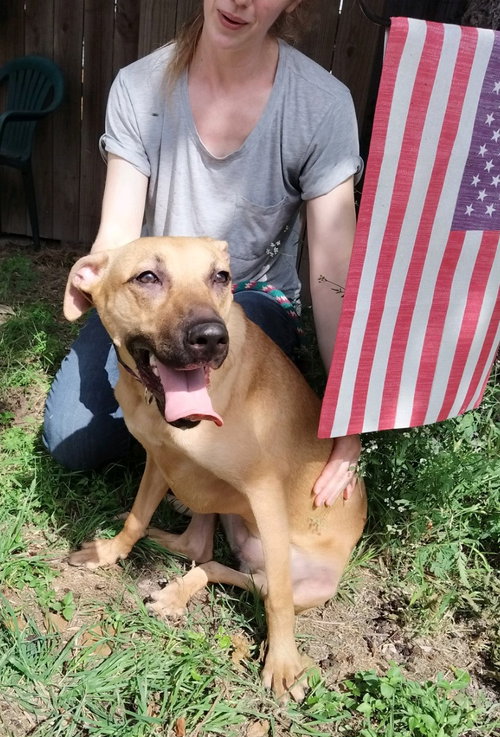 CLOVER - Labrador Retriever available for adoption
