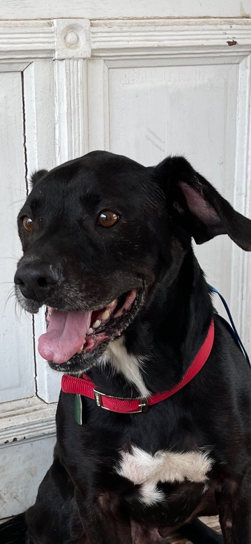 JULY - Labrador Retriever / Terrier available for adoption