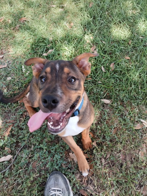RUBBLE - Boxer / Retriever available for adoption