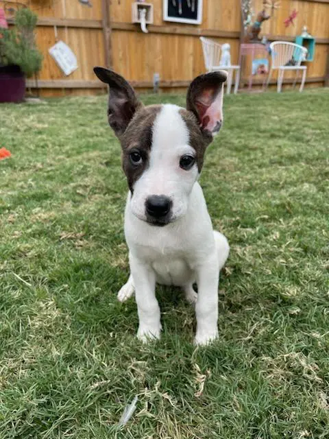 Sparkles - Terrier