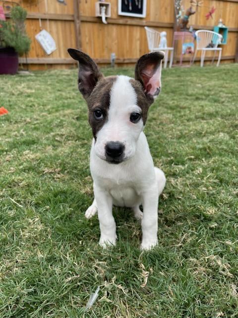 SPARKLES - Terrier available for adoption