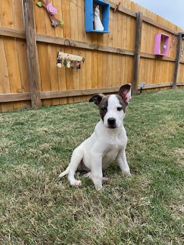 SPARKLES - Terrier available for adoption
