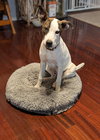 Sparkles aka Mi Amora - Photo 5