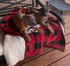 Yoshi - Photo 4