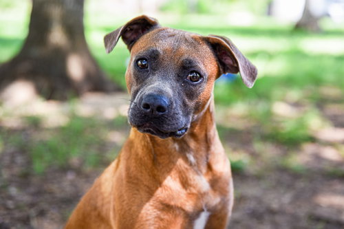 YOSHI - Pug / Terrier available for adoption