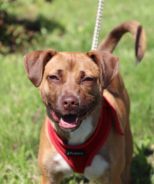 KENDALL - Pug / Terrier available for adoption