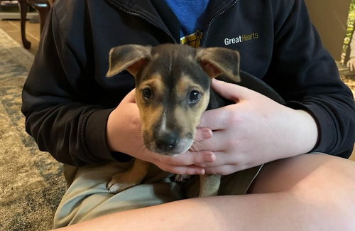 PRINCE - Shepherd / Retriever available for adoption