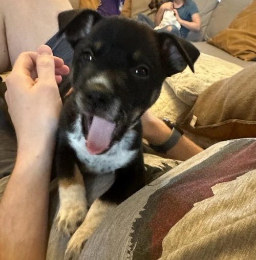 OTIS - Shepherd / Retriever available for adoption