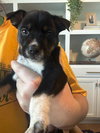 Otis - Photo 3