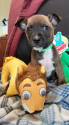 Buddy - Photo 8