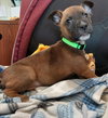 Buddy - Photo 9